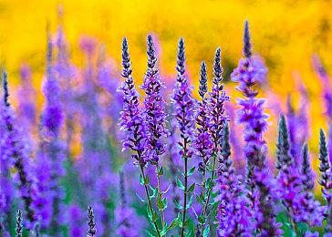 上海烛龙新作《心渊梦境》公布 登陆全平台